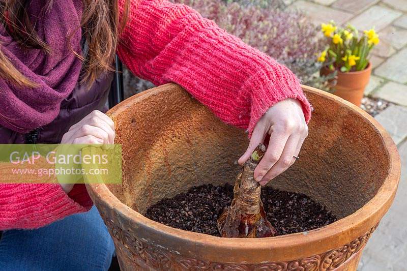 Woman testing planting depth of Crinum x powellii - Swamp lily bulb in container.