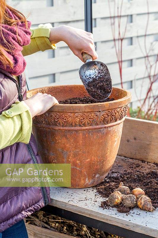 Woman adding gritty compost to terracotta pot prior to planting  Eucomis zambesiaca 'White Dwarf' bulbs.