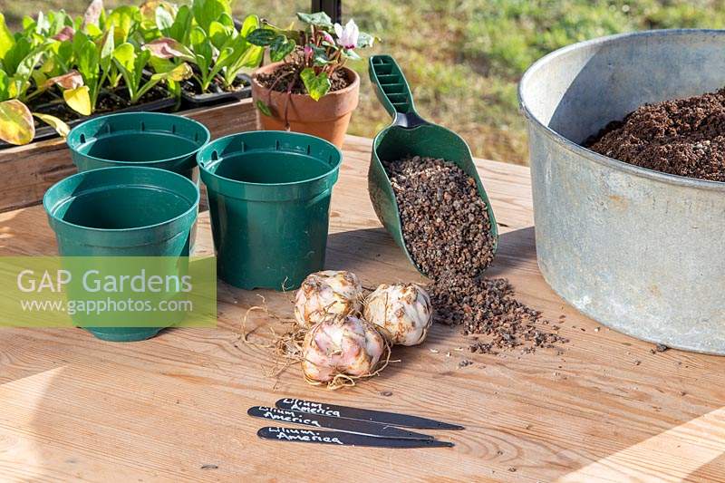 Tools and materials for planting Lilium 'America' bulbs in plastic pots.