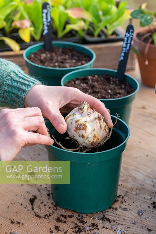 Woman planting Lilium 'America' bulb in plastic pot of gritty compost.