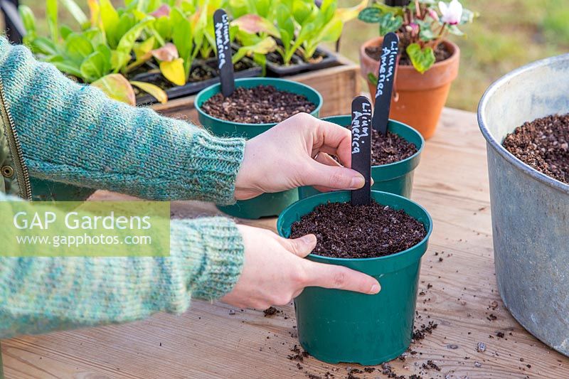 Woman adding plant label to plastic pot planted with Lilium 'America'.
