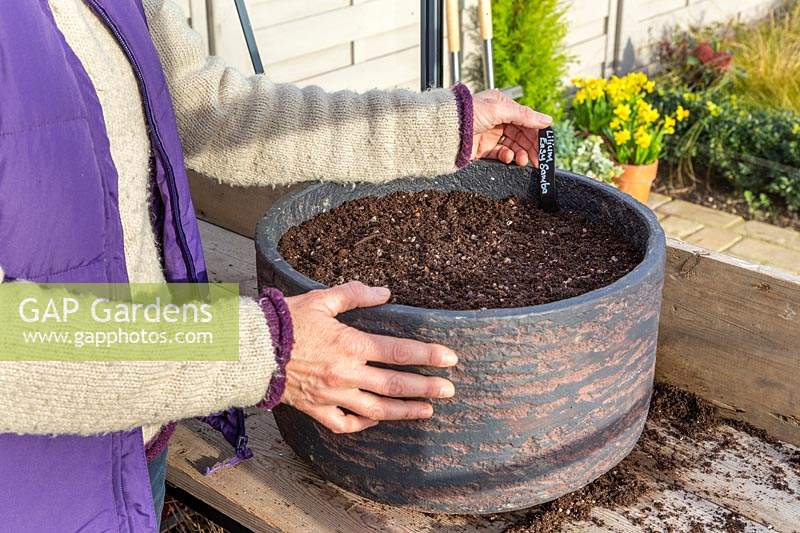 Woman adding identification label to container planted with Lilium 'Easy Samba'.