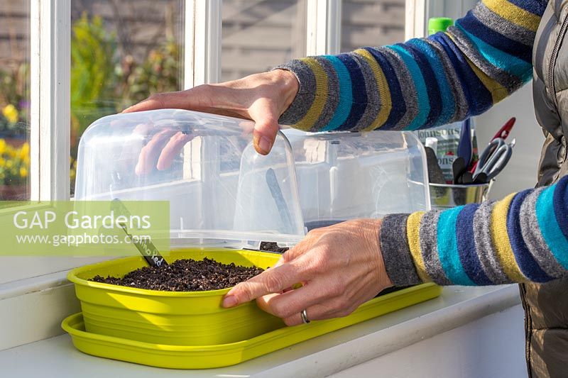 Woman adding lid on plastic seed propagator tray on windowsill.
