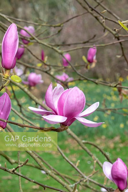 Magnolia denudata 'Forrest's Pink'- Yulan Magnolia

