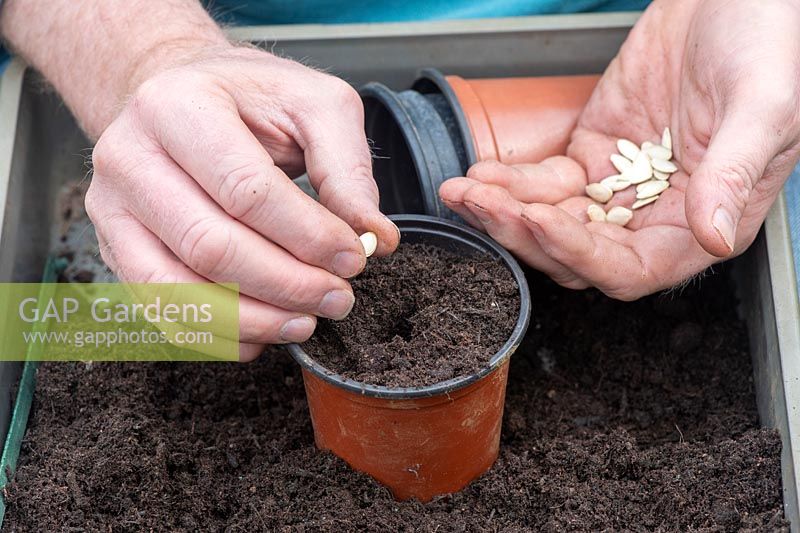 Gardener sowing Cucurbita pepo - Courgette seed into a plant pot