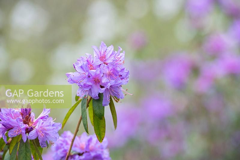 Rhododendron 'Hydon Amethyst'