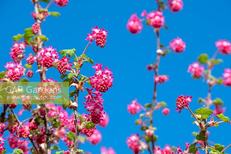 Ribes sanguineum 'Atrorubens' - Flowering currant 'Atrorubens' against blue sky. 