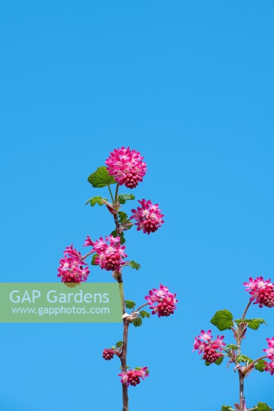 Ribes sanguineum 'Atrorubens' - Flowering currant 'Atrorubens' against blue sky.