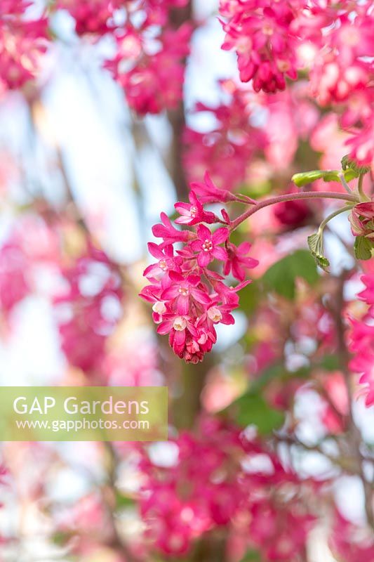 Ribes sanguineum 'Atrorubens' - Flowering currant 'Atrorubens' 