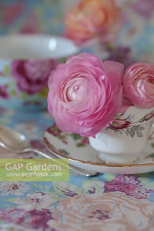 Ranunculus - Cut flowers in floral teacups . 
