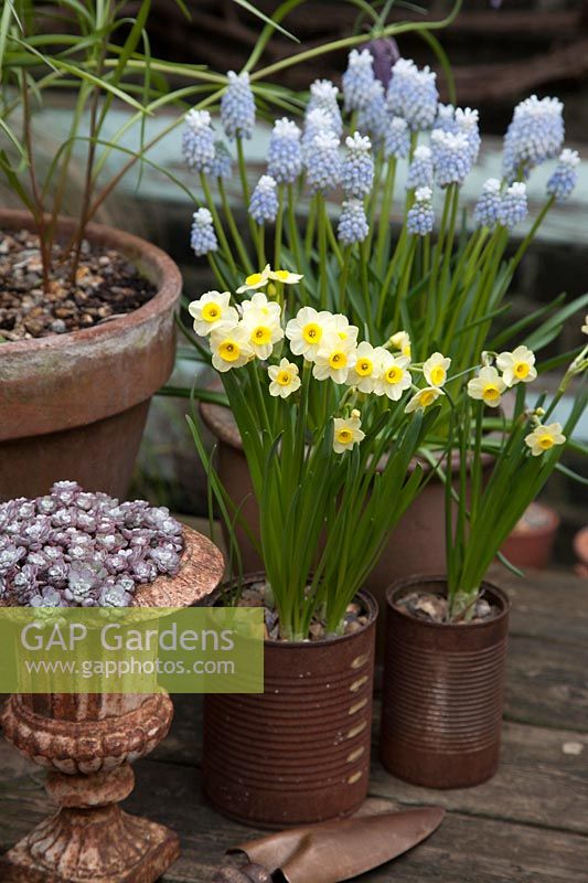 Narcissus 'Minnow' and Muscari 'Peppermint' growing in containers on patio.  
