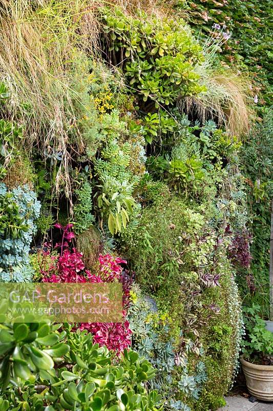 A vertical garden attached to wall, planted with a variety of plants.