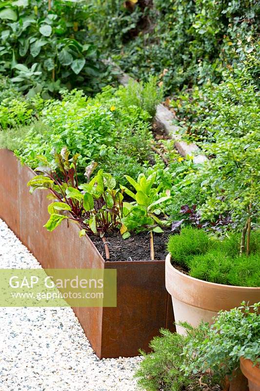 Detail of a rectangular rusty Cor-ten steel raised garden bed planted with a mixture of edible herbs and vegetables.