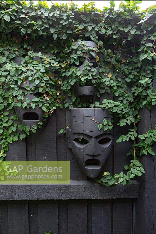 A black painted timber fence decorated with three Aztec style black wooden masks that have Ficus pumila, - Creeping Fig - growing over them.
