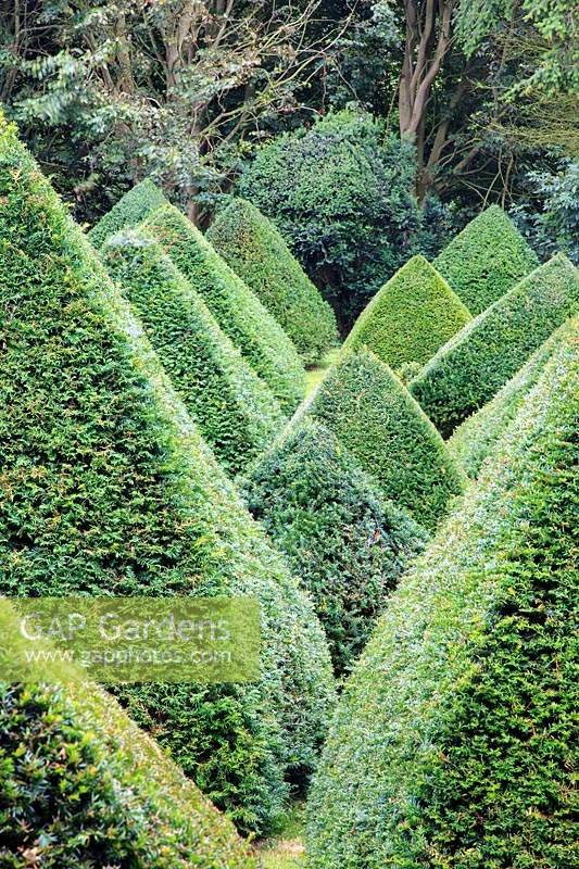 The 'Pyramid Forest' of Taxus baccata - Yew. Chaucer Barn, Norfolk, UK. 