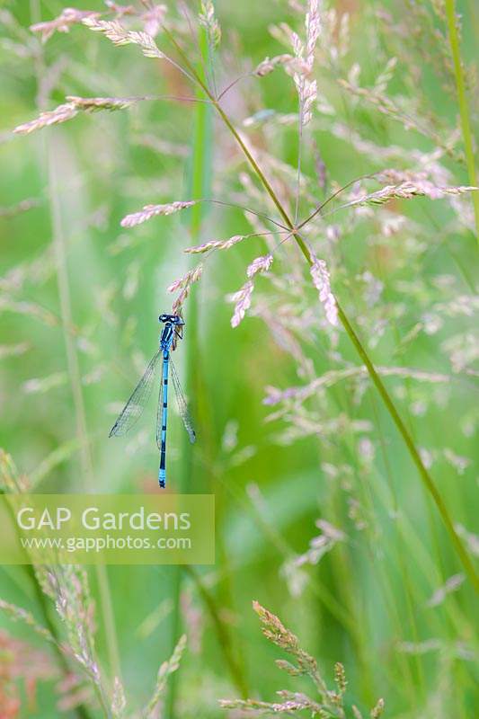 Zygoptera - Damselfly on grass flower.