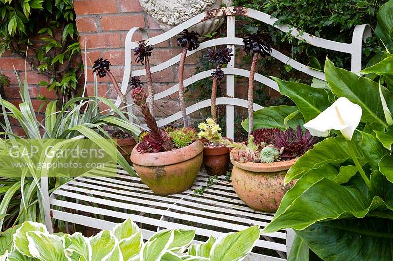 Terracotta pots containing sempervivums and Aeonium standing on metal bench. 
