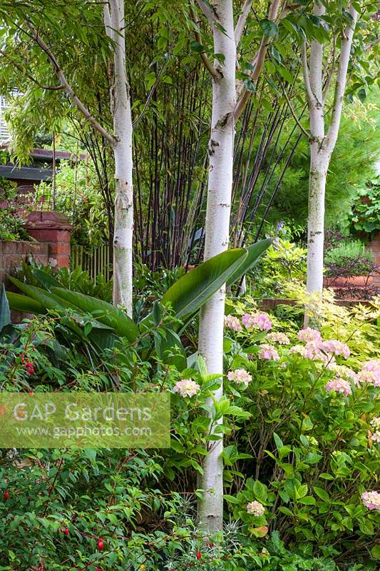 Betula utilis var. 'Jacquemontii - Three slender trunks of Himalayan birch - create a focal point among Fuchsia and Hydrangea. A black bamboo - Phyllostachys nigra - contrasts with the white of the trunks.