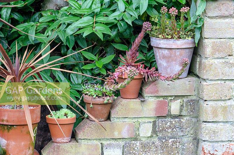 Potted succulents stand on brick wall. 


