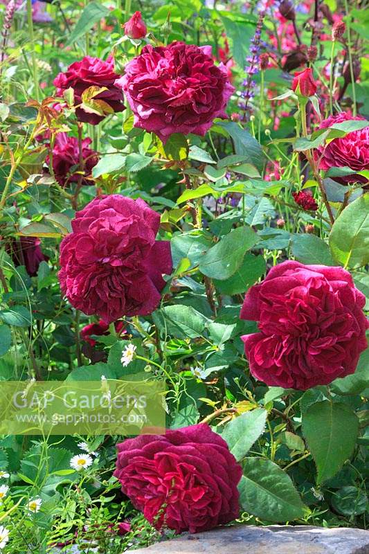 Rosa 'Munstead Wood' - Rose 'Munstead Wood'