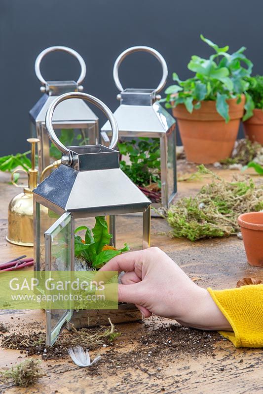 Woman adding pebble to lantern terrarium planted with fern and moss.