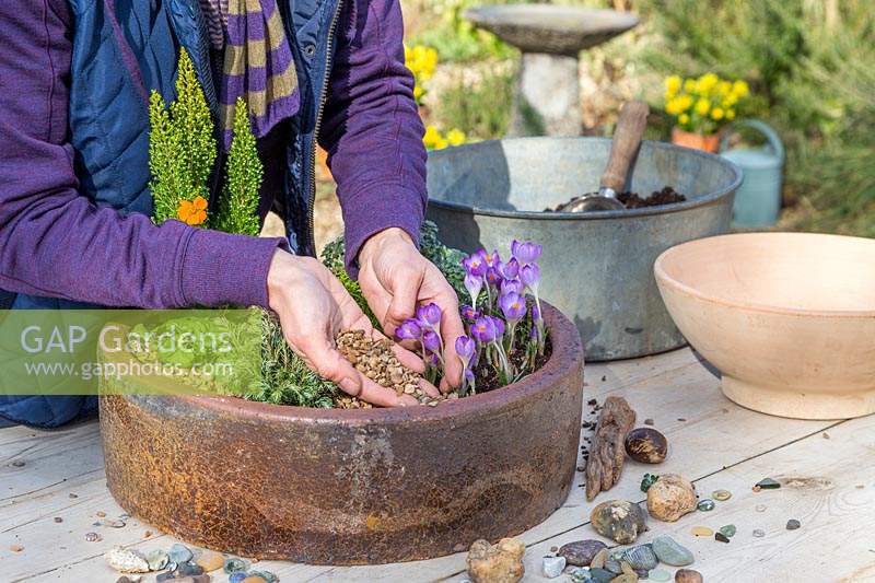 Woman adding gravel as mulch in alpine container. 