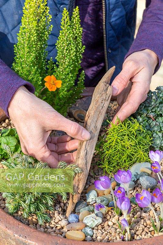 Woman adding decorative driftwood to alpine container. 