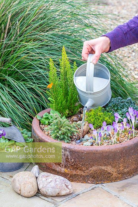 Woman watering alpine container with watering can. 