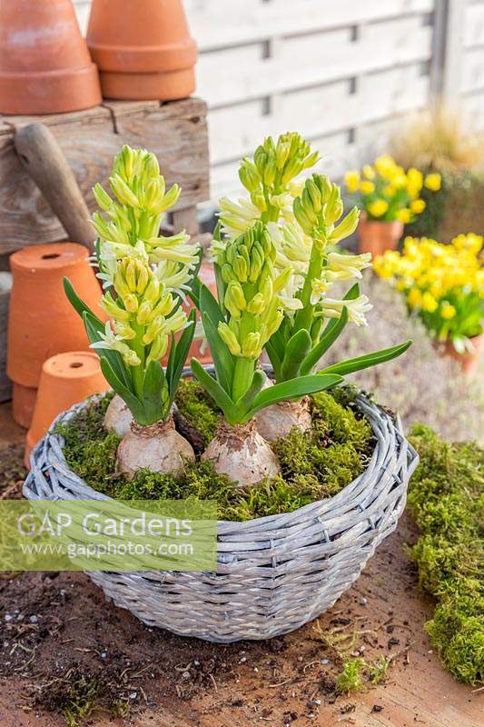 Still life set up of flowering hyacinth bulbs in ratten basket filled with moss. 