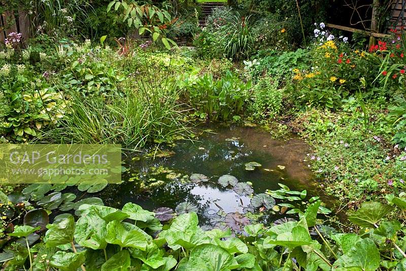 Small pond to the rear of the eco house surrounded by moisture-loving and marginal plants. 