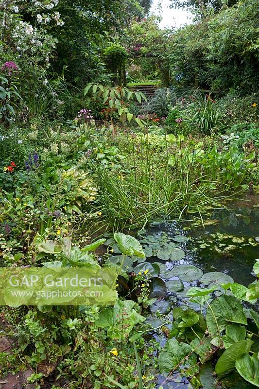 Small pond to the rear of the eco house surrounded by moisture-loving and marginal plants.
