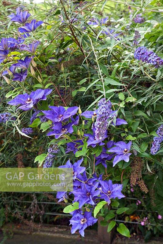 Clematis and Buddleja - Butterfly Bush 