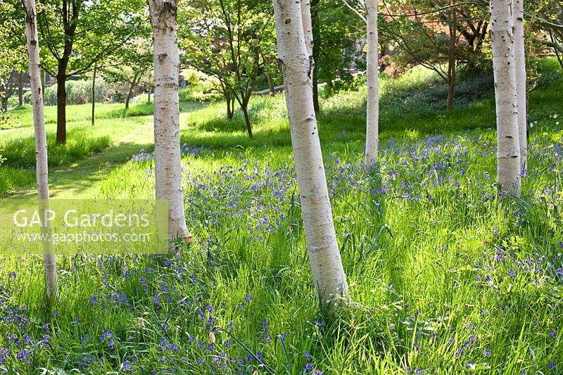 Hyacinthoides non-scripta - Bluebells naturalised in meadow area. Preen Manor, Church Preen, Shropshire, UK. 