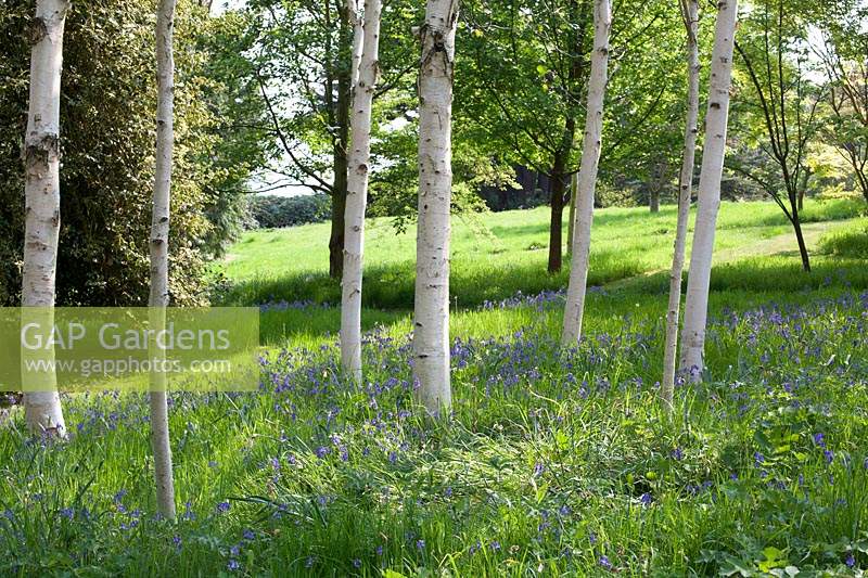 Hyacinthoides non-scripta - bluebells - naturalised in meadow area - near birch trees

