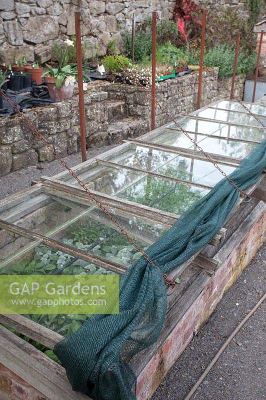 Wooden coldframes showing chains for opening lids and shade netting cover
