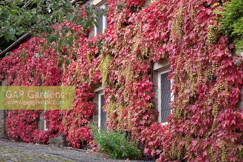 Extensive coverage of Parthenocissus on a house