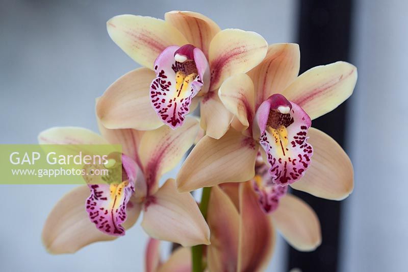 Mini Cymbidium Strathmore Rainbow 'Cooksbridge' - orchid