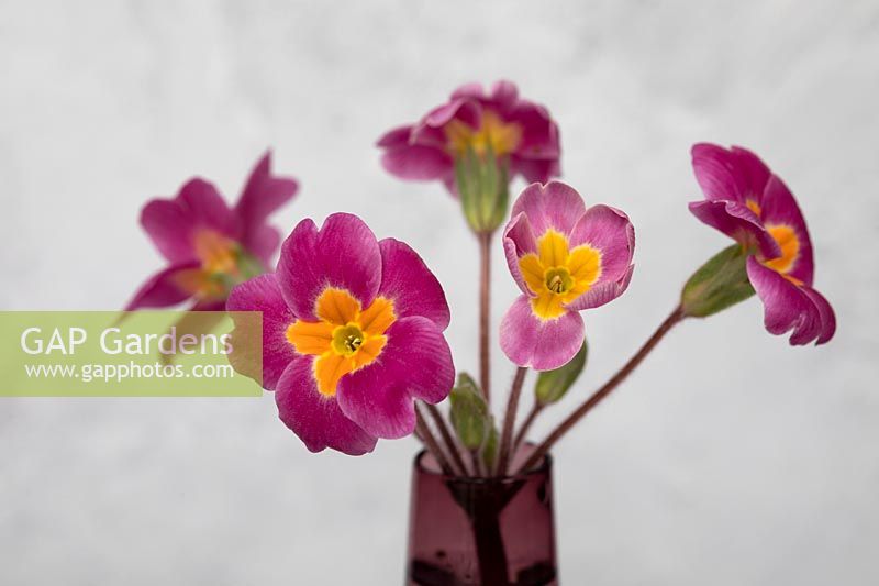 Primula flowers in antique rose vase, against a textured wall