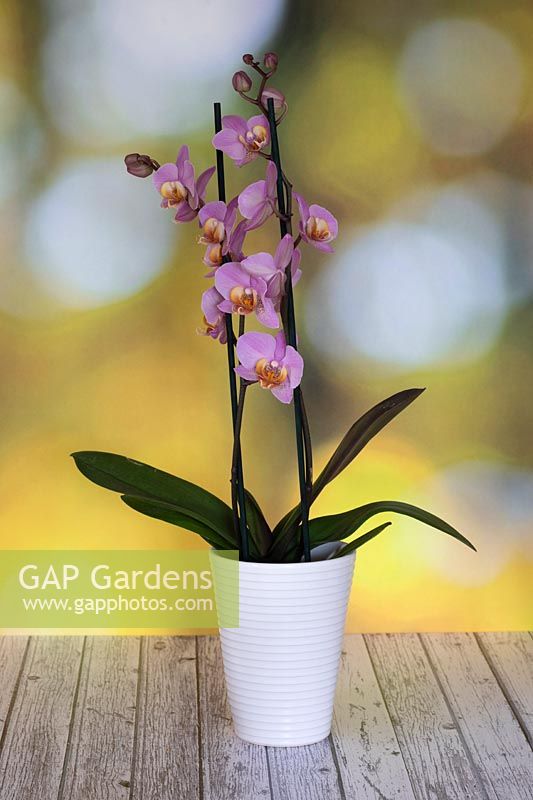 Phalaenopsis orchid in a pot on whitewashed floorboards, with a bokeh background
