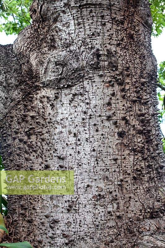Spiky bark of Chorisia speciosa syn. Ceiba speciose - silk floss tree
