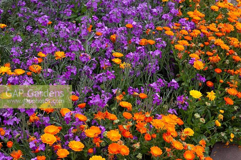 Calendula - pot marigolds - and Erysimum - wallflowers - in association