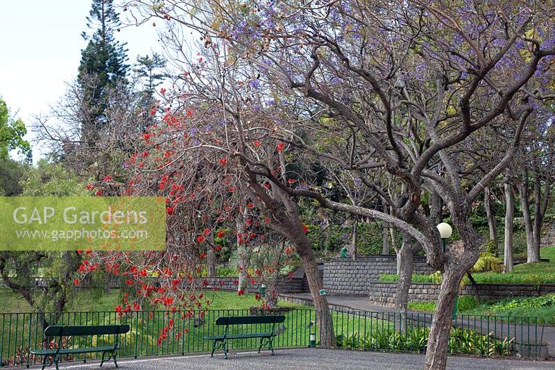 City park with paths, benches and specimen trees such as 
Erythrina abyssinica - coral tree