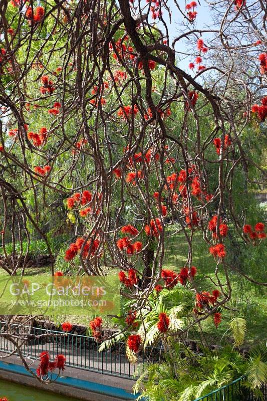 Erythrina abyssinica  - coral tree
