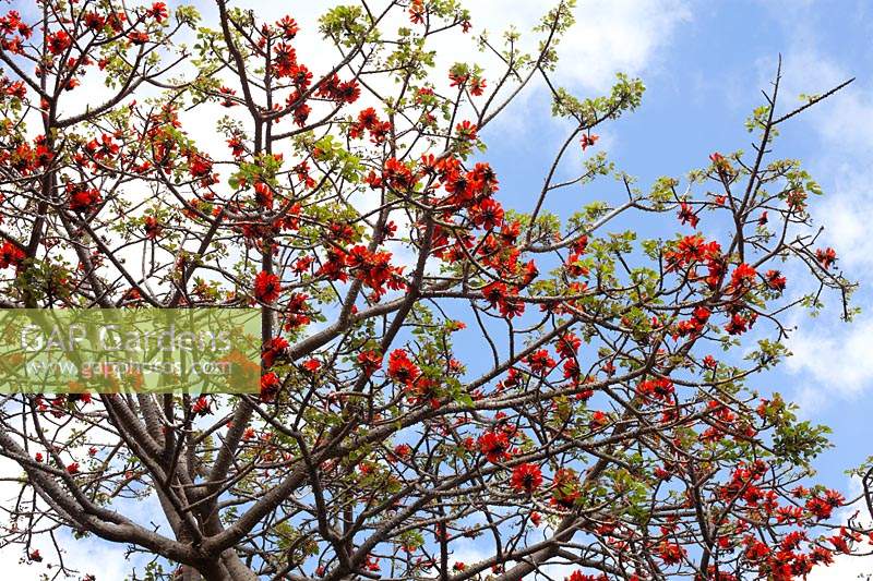 Erythrina abyssinica - coral tree