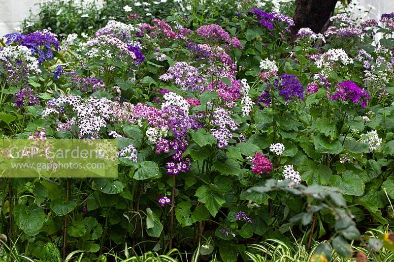 Pericallis in mix of colours