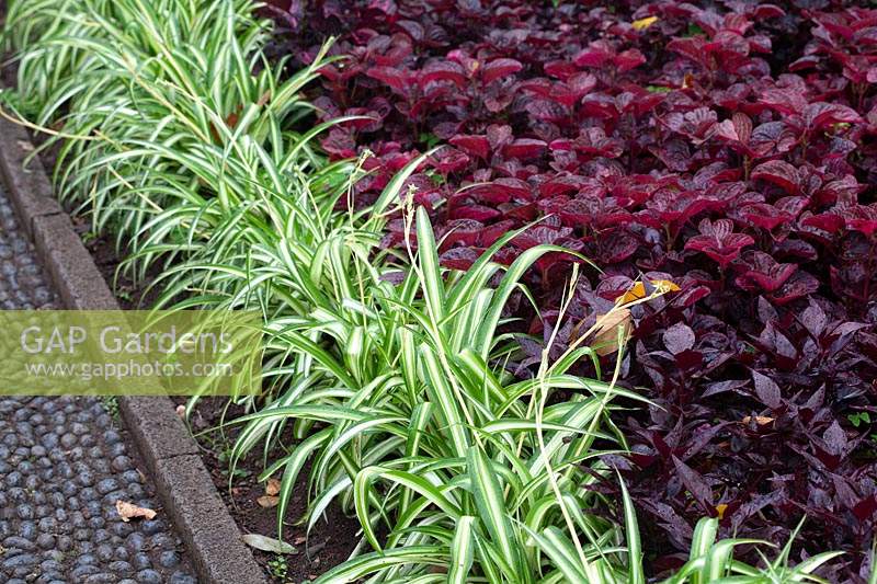 Irisene herbstii contrasting with chlorophytum comosum vittatum edged border