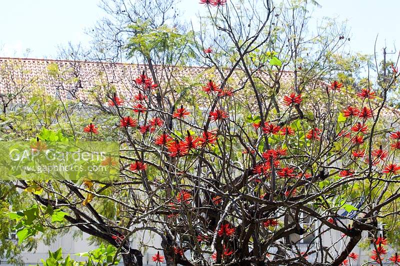 Erythrina speciose -batwing coral tree 