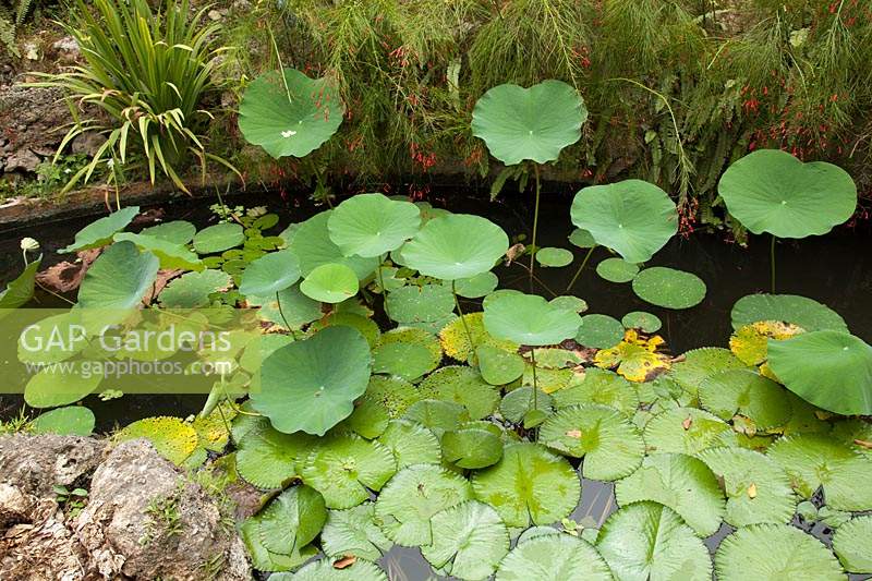 Nelumbo nucifera - lotus - leaves and Nymphaea - waterlily - 
leaves in a tropical pond