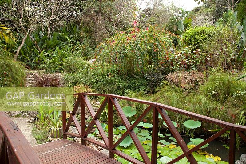 Bridge over pond containing Nelumbo nucifera - lotus leaves