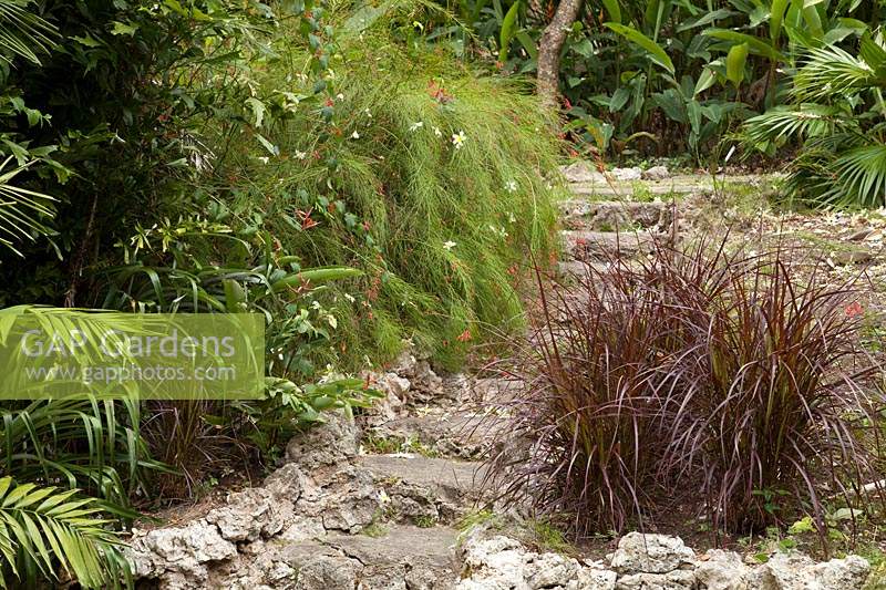 Rough steps through garden, plants featured include Russelia equisetiformis